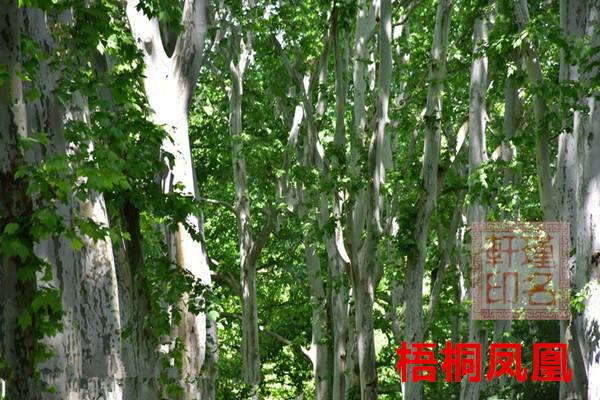 甲木生于午月 瑾名轩起名网