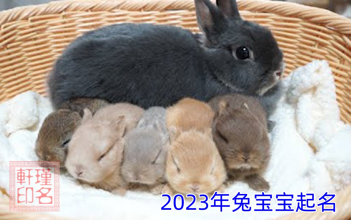 2023年兔宝宝起名，瑾名轩起名网